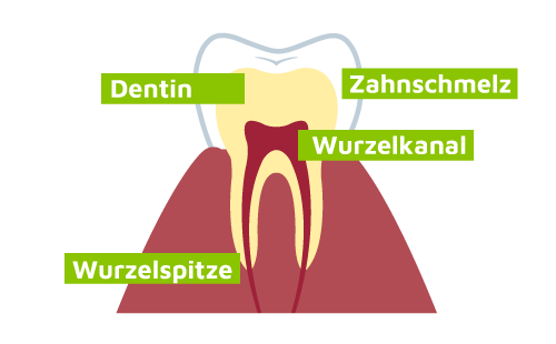 Wurzelkanalbehandlung Aufbau des Zahns Zahnarutpraxis Sandra Wollgramm Chemnitz Markersdorf